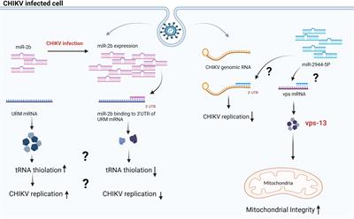 Role of miRNAs in the Chikungunya virus replication and pathogenesis